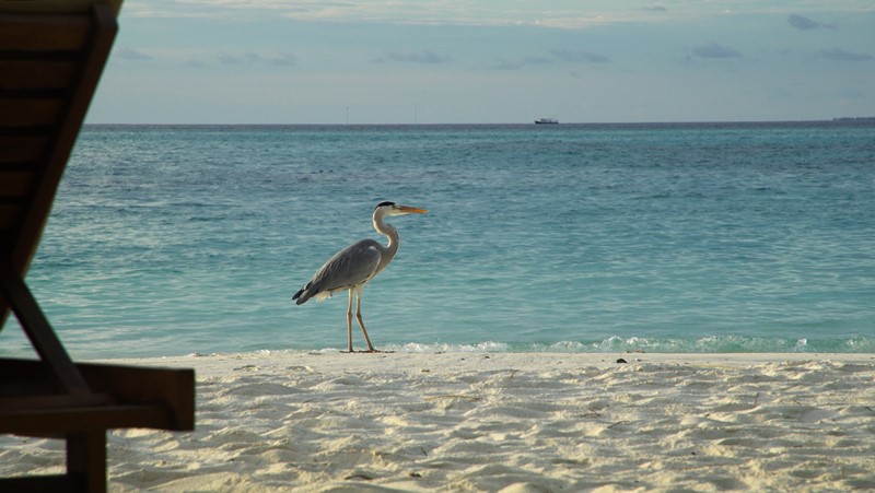 Maldivas - Os visitantes da praia