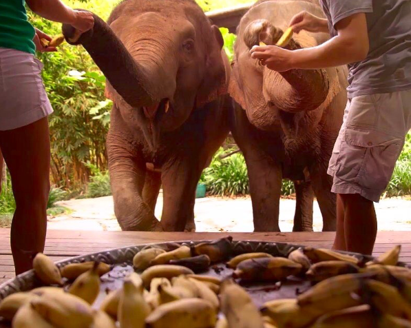 Tailandia isella e Fernando alimentando os elefantes