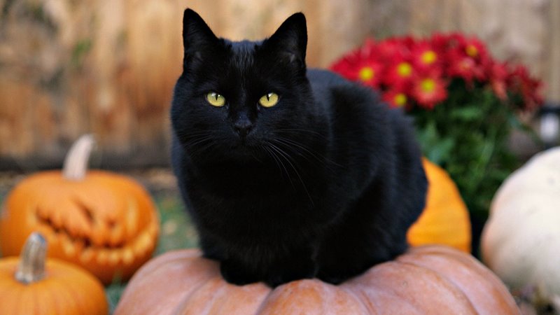 Halloween Bélgica - gato preto
