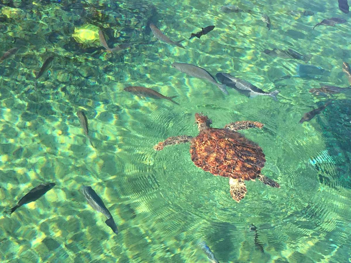 Ilhas Cayman - West Buy - Cayman Turtle Centre (foto: Site Kidsareatrip)