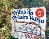 TRILHA DO PINHEIRO VELHO